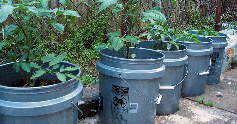 bucket gardening 101