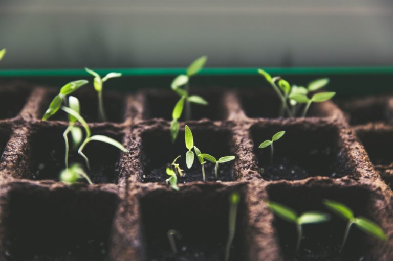 Essential Tips for Starting Seeds Indoors in Winter - Featured image