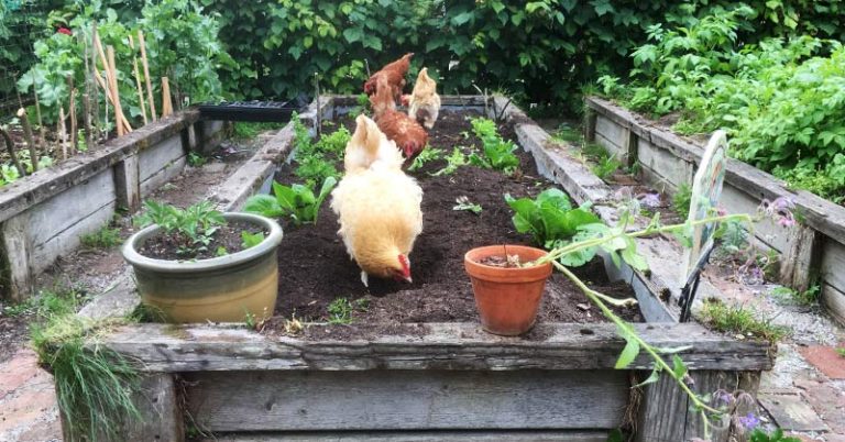 How To Keep Chickens Out Of The Garden - Featured image