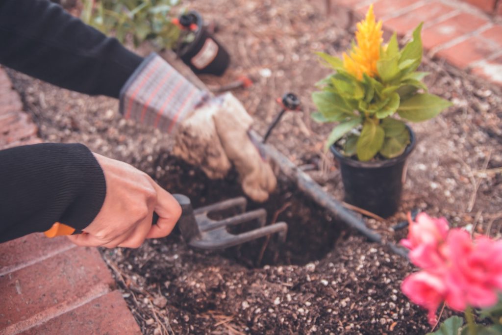 planting flowers