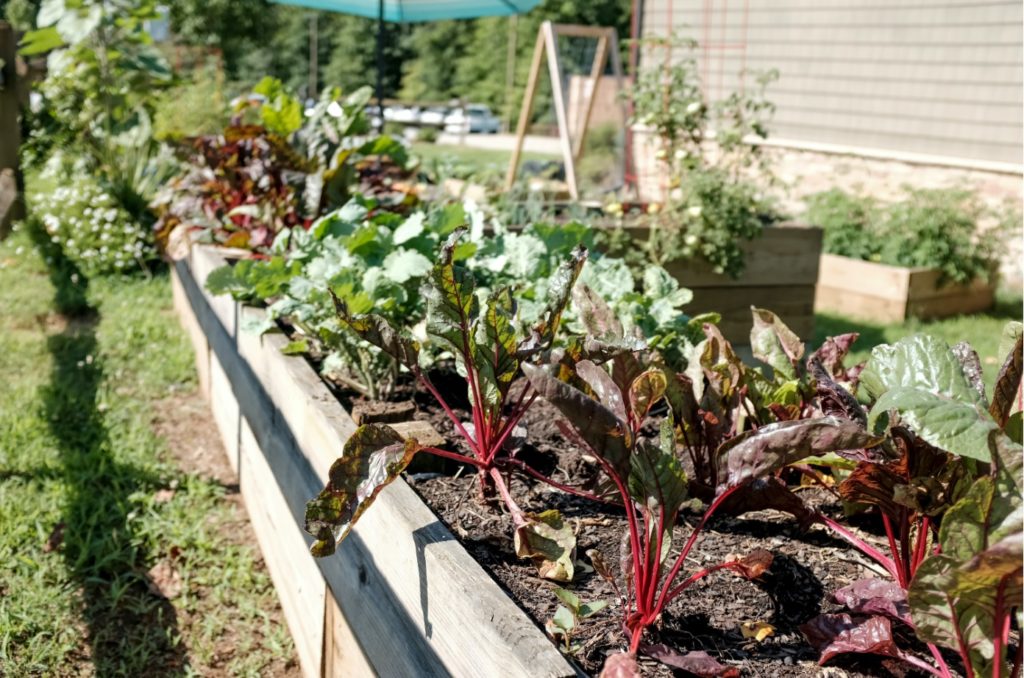 urban vegetable garden