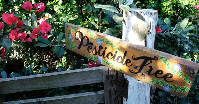 Organic Gardening Definition: What Is Organic Gardening? - Featured image