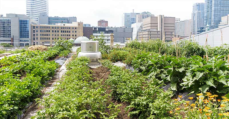 urban rooftop garden