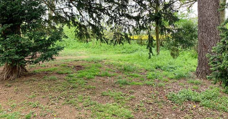 How To Fix Grass Killed By Roundup - Featured image