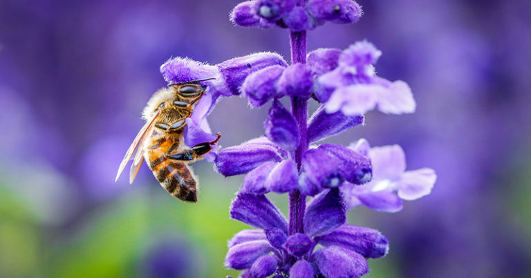 10 Ways You Can Help Pollinators Get Ready For Colder Months - Featured image