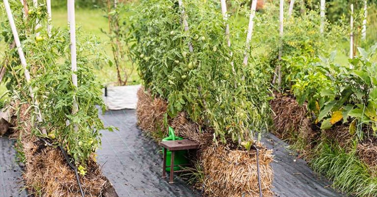 10 Common Straw Bale Gardening Problems To Avoid - Featured image
