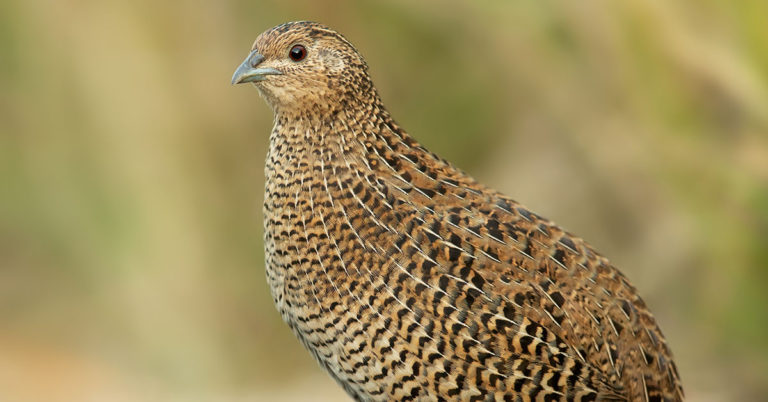 Coturnix Quail Breed & Care Guide - Featured image