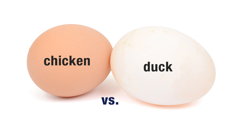 Duck Eggs Vs Chicken Eggs Which Is Better The Garden Magazine