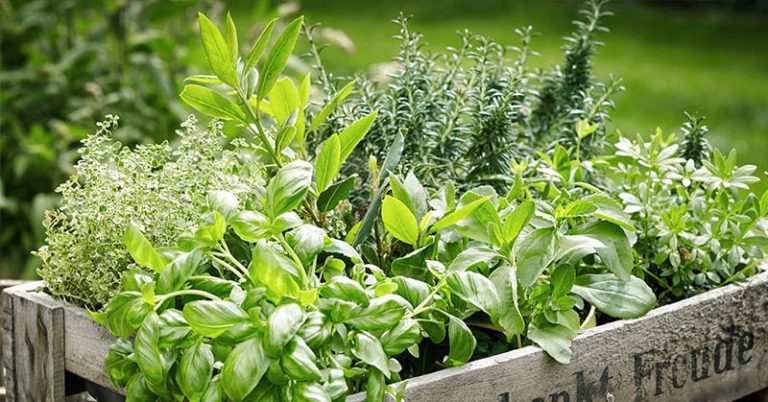 15 Healing Herbs to Grow in Your Garden - Featured image