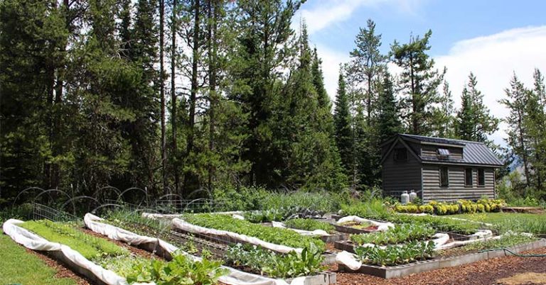 Homesteading For Beginners: How To Get Started - Featured image