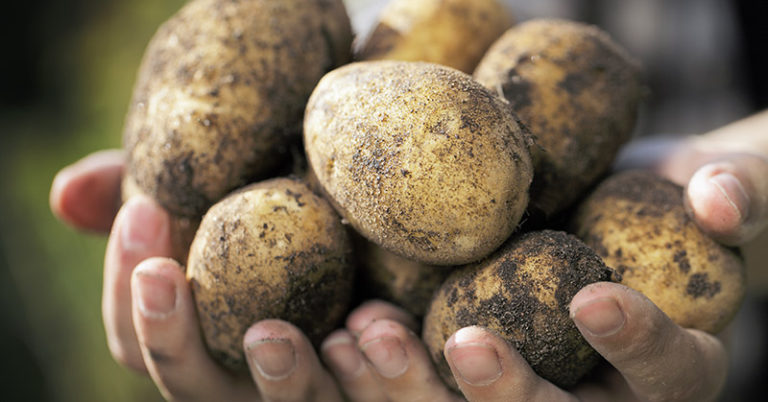 How To Grow Potatoes: Growing Perfect Potatoes - Featured image