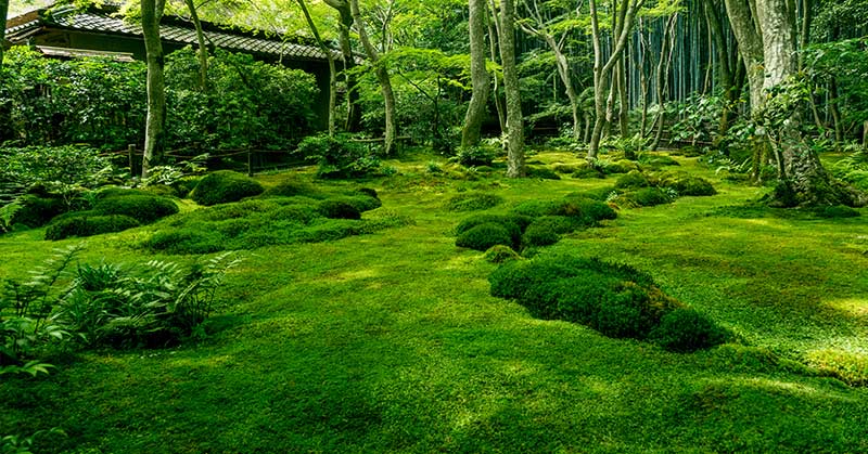moss garden
