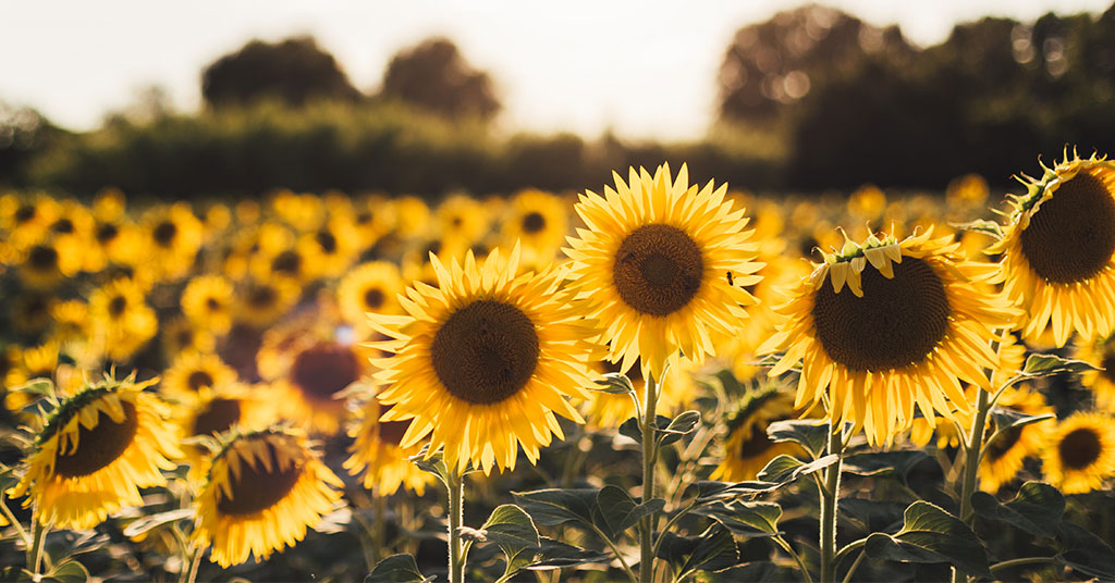 yellow sunflower field