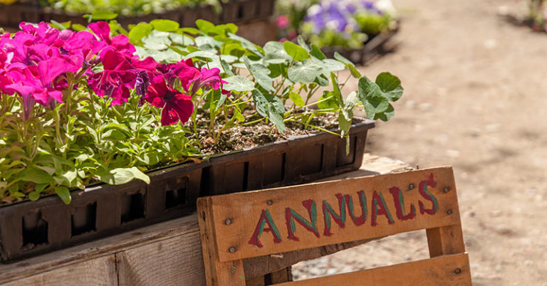 What Are Annuals – Annual Flowers, Vegetables, And More - Featured image