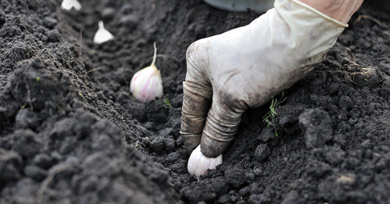 How To Grow Garlic For An Endless Supply - Featured image
