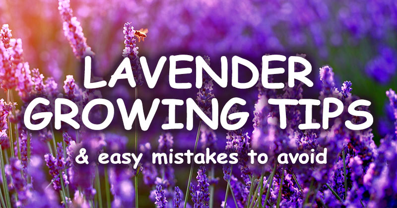 lavender growing tips