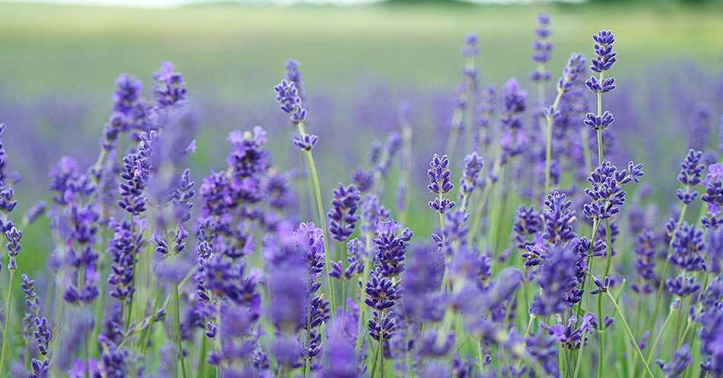 lavender field