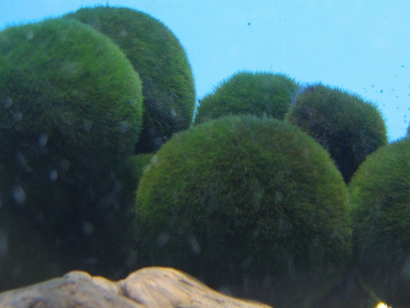 marimo moss balls