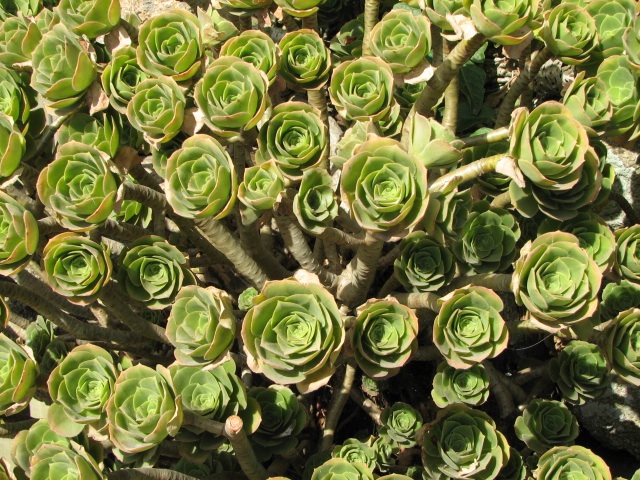 scilly succulent