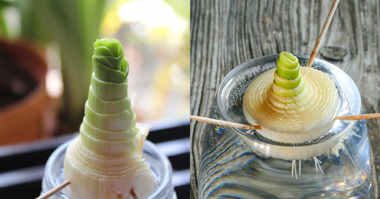 How To Regrow Leeks From Scraps In A Glass Of Water - Featured image