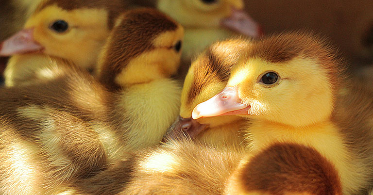 yellow and brown ducklings