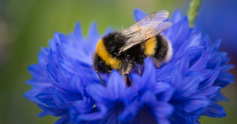 16 Flowers That Attract Bumblebees - Featured image