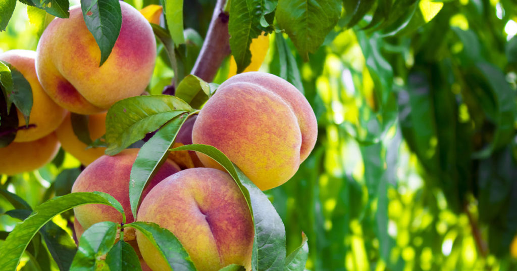 How To Grow A Peach Tree From Seed - Featured image