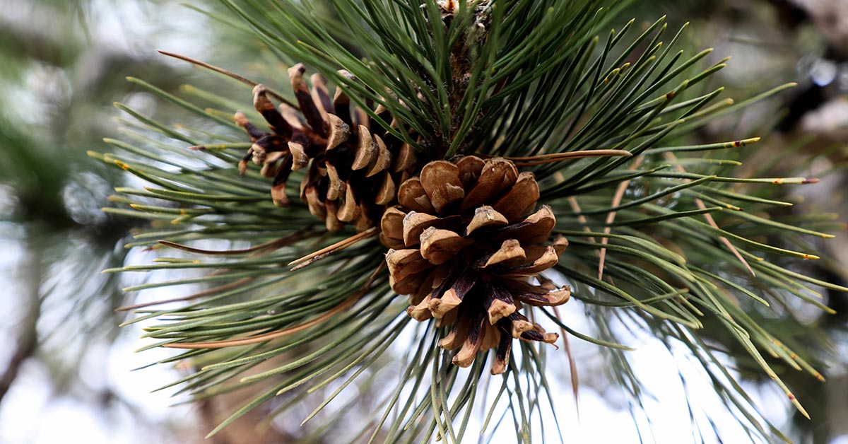 pinecones growing on a branch