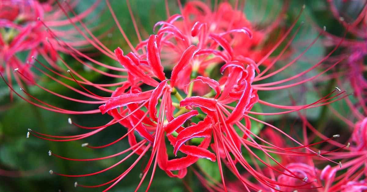 red spider lily flower