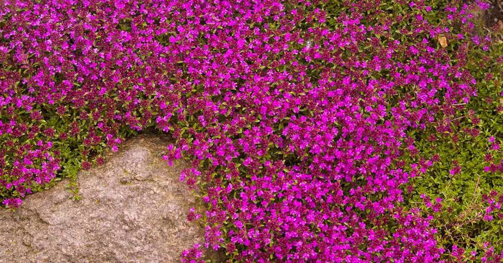Red Creeping Thyme Is The Beautiful Pink Lawn You Never Need To Mow, Water, Or Weed - Featured image