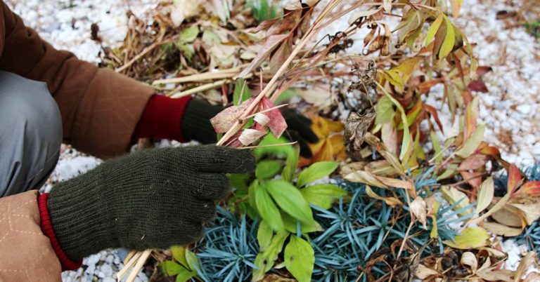 10 Things Gardeners Should Do In January - Featured image