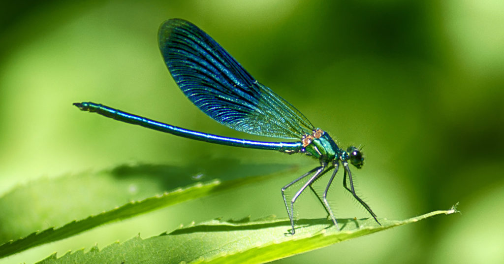 One Dragonfly Can Eat 100+ Mosquitoes Daily. Here’s How To Attract Them - Featured image