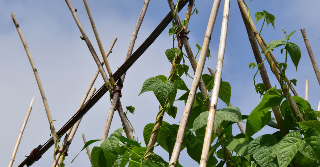 How To Grow A Bean Pole Garden Tent - Featured image