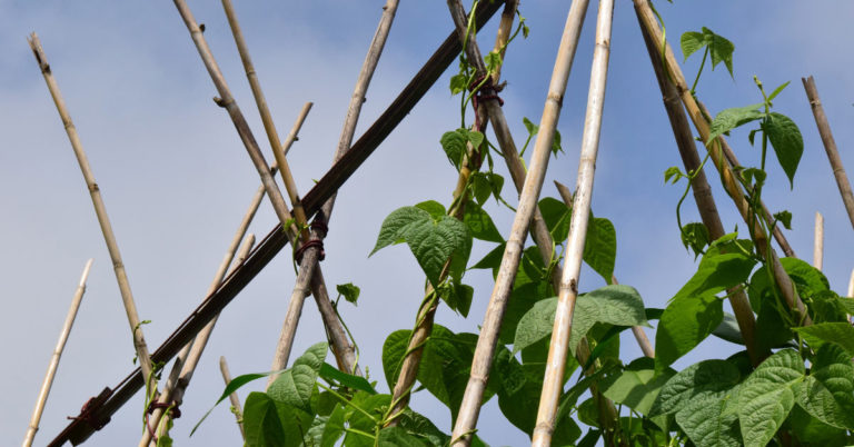 How To Grow A Bean Pole Garden Tent - Featured image