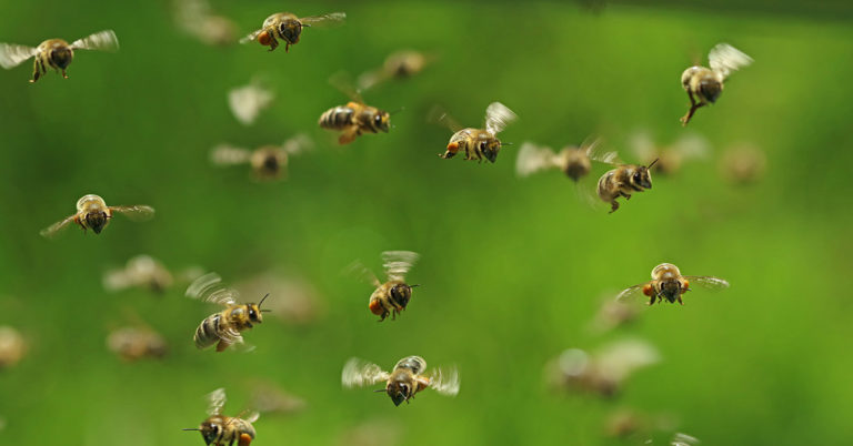 Are Swarming Bees Dangerous? How To Stay Safe In A Swarm - Featured image
