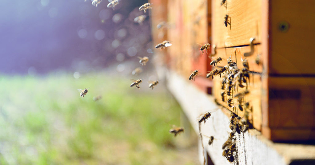 How To Attract A Bee Swarm To An Empty Hive - Featured image