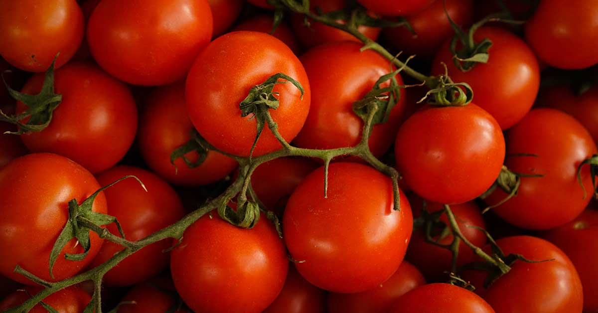 ripe tomatoes on a vine