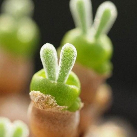 bunny succulents