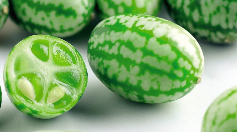 Details about   10 Seeds Cucumber To Confire Watermelon Miniature Fruit Taste Lemon Green 