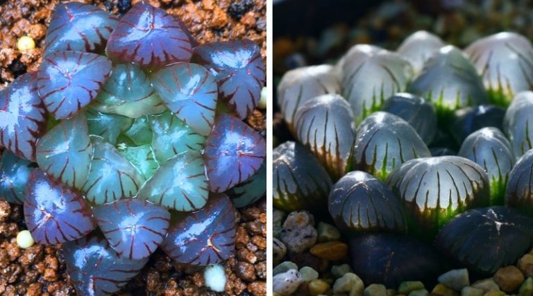 These Opal Succulents Look Exactly Like Opal Gemstones - Featured image