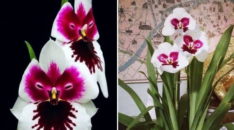 You Can Get Orchids That Look Like Mysterious Owl Faces - Featured image