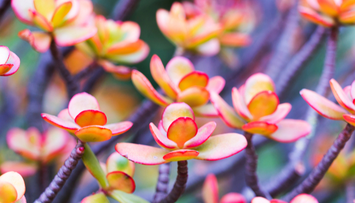 Crassula ovata ‘Pink Beauty’ 