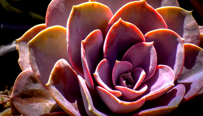 Pachyphytum Oviferum ‘Pink Moonstone’ 