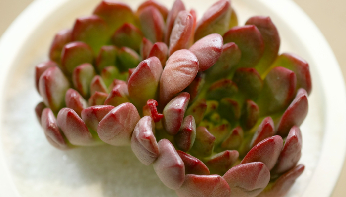 Sedeveria ‘Pink Granite’