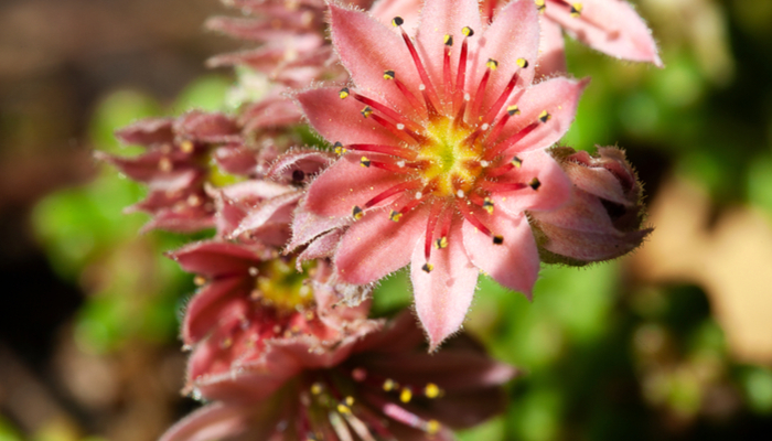 Sedum Rubrotinctum ‘Aurora’