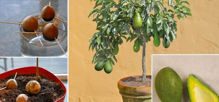 How to grow an avocado tree in a pot at home - Featured image