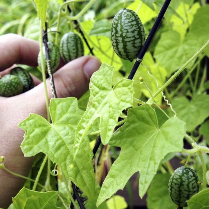 cucamelon plant