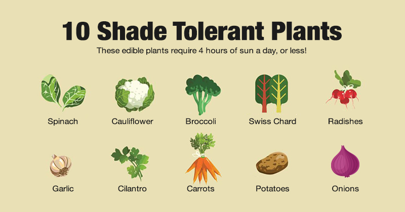 10 Shade Tolerant Vegetables That Grow, How Much Sunlight Is Partial Shade