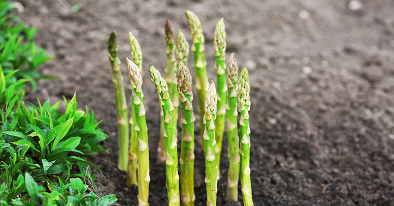 asparagus, a perennial vegetable
