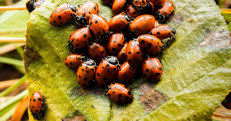 ladybugs gathered on a leaf